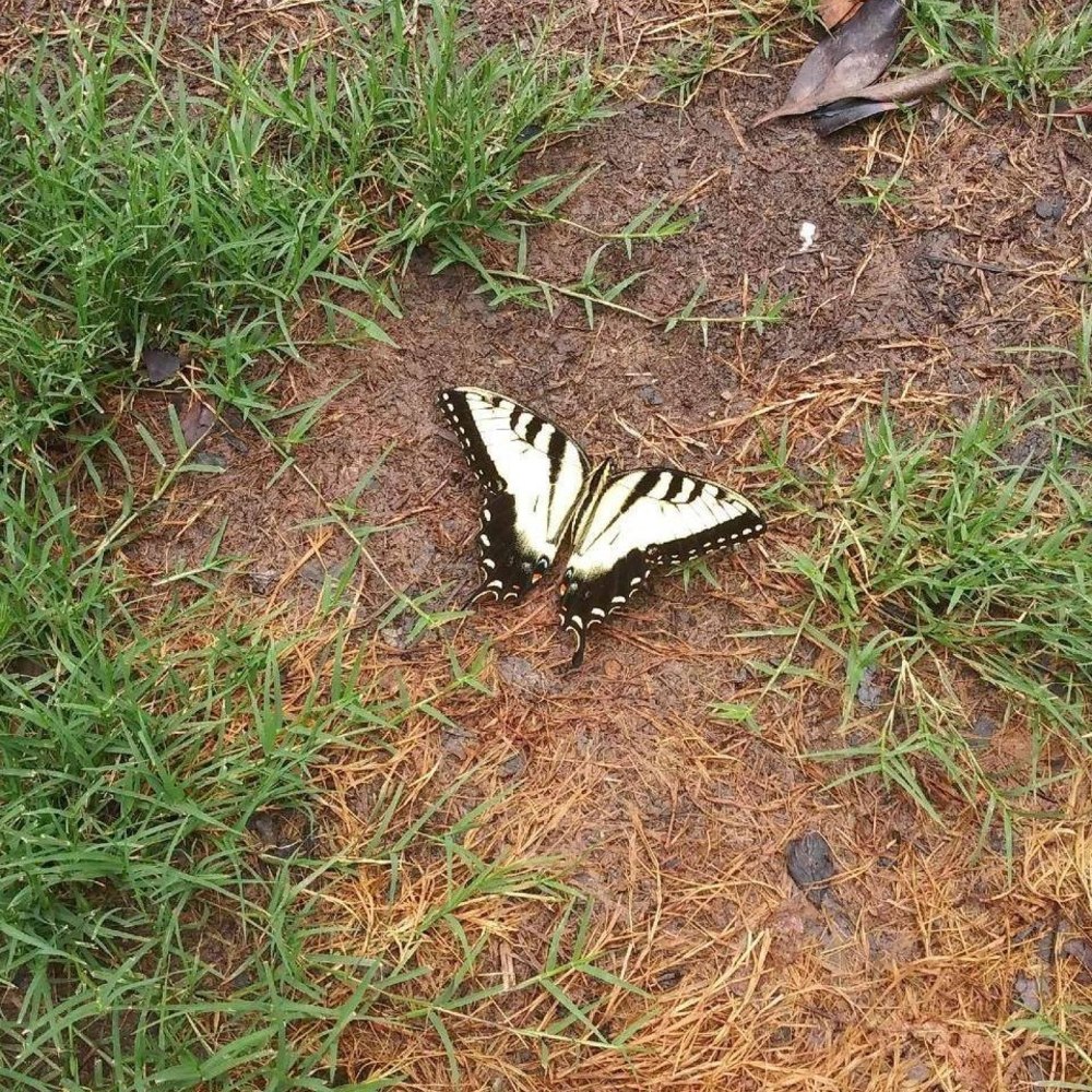 Meet your Posher, Patrisha